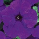 Petunia 50 Pelleted Dreams Midnight Seeds Fresh Garden