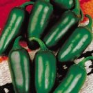 200 Jalapeno M Pepper 75 Days Chili pepper Jalapeno Pepper Seeds Fresh Garden