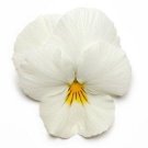 15 Pansy Cool Wave White HANGING PANSY Coolwave Pansy Seeds Fresh Garden