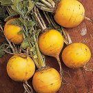 500 Turnip Golden Ball Turnip Seeds Fresh Garden