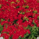 Phlox Ethnie Scarlet 50 FLOWER Seeds Fresh Garden