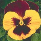 Snow Pansy Yellow And Red Pansy 50 FLOWER snowpansy Seeds Fresh Garden