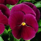 50 Pansy Character Clear Rose FLOWER Seeds Fresh Garden