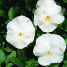 50 Pansy Character Clear White FLOWER Seeds Fresh Garden