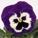 50 Pansy Character Purple Mariner FLOWER Seeds Fresh Garden