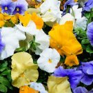 50 Pansy Character Surf Mix FLOWER Seeds Fresh Garden
