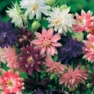 50 Aquilegia Barlow Mix Columbine Seeds Fresh Garden