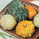 Gourd Small Warted Mix 25 Gourd Seeds Fresh Garden