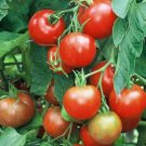 50 Tomato Stupice Tomato Seeds Fresh Garden