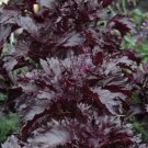 Basil Purple Ruffles HERB 1000 Seeds Fresh Garden