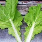 Mustard 500 Tokyo Bekana Seeds Fresh Garden