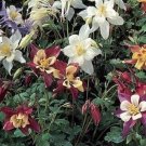 100 Columbine Aquilegie Dragonfly Mix Flower Seeds Fresh Garden
