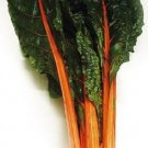 250 Swiss Chard Orange Fantasia Seeds Fresh Garden 250 Swiss Chard Orange Fantasia Seeds Fresh Garden