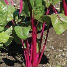 250 Swiss Chard Pink Lipstick Seeds Fresh Garden 250 Swiss Chard Pink Lipstick Seeds Fresh Garden