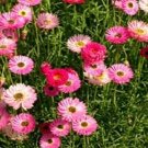 100 Paper Daisy Rose Helipterum Roseum Rose Seeds Fresh Garden