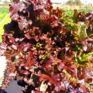 Lettuce Leaf Salad Bowl Red 5000 Seeds Fresh Garden