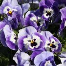 50 Joker Light Blue Pansy Seeds Fresh Garden