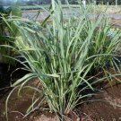 3 Lemon Grass Lemon grass East Indian 100 Herb Seeds Fresh Garden