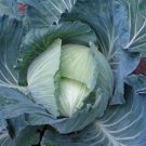 2000 Cabbage Late Flat Dutch 110 Days Seeds Fresh Garden