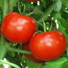 500 Tomato Rutgers VF 80 days Seeds Fresh Garden