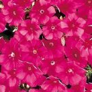 50 Phlox Ethnie Dark Rose FLOWER Seeds Fresh Garden