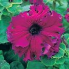 50 Pelleted Petunia Frillytunia Burgundy Improved frilly tunia Seeds Fresh Garden