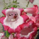 50 Penstemon Flagstaff Red & White Flower Seeds Fresh Garden 50 Penstemon Flagstaff Red & White Flower Seeds Fresh Garden