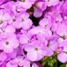 15 Geranium Film Coated MultiBloom Lavender Multi Bloom Zonal Geranium Seeds Fresh Garden