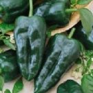 200 Ancho Gigantia Hot Pepper Seeds Fresh Garden