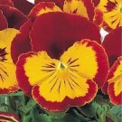 50 Pansy Joker Red And Gold Pansy Seeds Fresh Garden
