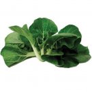 50 Pak Choi Cabbage Win Choi Mini Pak Choi Pelleted Seeds Fresh Garden 50 Pak Choi Cabbage Win Choi Mini Pak Choi Pelleted Seeds Fresh Garden