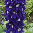 50 Delphinium Dark Blue white Bee Larkspur Seeds Fresh Garden