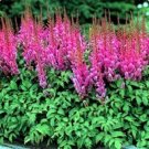 100 Astilbe Chinensis Pumila Starts Seeds Fresh Garden