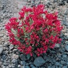 500 Purslane Rock Calandrinia Umbelleta Ruby Tuesday FLOWER Seeds Fresh Garden