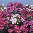 50 Phlox Hybrids Mix FLOWER Seeds Fresh Garden
