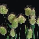 500 Rabbit Tail Lagurus Grass Bunny Grass Seeds Fresh Garden