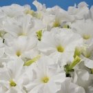 50 Petunia Pelleted Aladdin White Petunia Seeds Fresh Garden