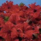 50 Pelleted Aladdin Red Petunia Seeds Fresh Garden