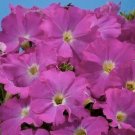 50 Pelleted Petunia Aladdin Neon Petunia Seeds Fresh Garden