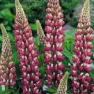 50 Lupine Russell The Chatelaine Lupine Seeds Fresh Garden