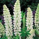 50 Lupine Russell Noble Maiden Lupine Seeds Fresh Garden