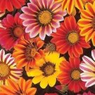 50 Gazania Sunshine Hybrids Mix Flower Seeds Fresh Garden