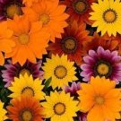 50 Gazania Day Bright Mix Flower Seeds Fresh Garden