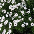 100 African Daisy White Flower Seeds Fresh Garden