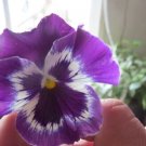 Pansy Snow Pansy Purple Blotch 50 FLOWER snowpansy Seeds Fresh Garden