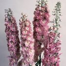 Delphinium Pennant Pink W/White Bee 50 Flower Seeds Fresh Garden