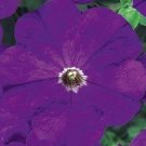 50 Pelleted Petunia Carpet True Blue FLOWER Seeds Fresh Garden