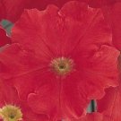 Petunia Pelleted Petunia Carpet Bright Red 50 Pelleted Seeds Fresh Garden Petunia Pelleted Petunia Carpet Bright Red 50 Pelleted Seeds Fresh Garden