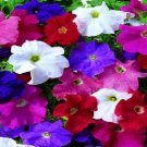 50 Pelleted Petunia Ultra LTD Edition Mix Petunia Seeds Fresh Garden