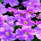 50 Pelleted Petunia Ultra Pastel Pink Petunia Seeds Fresh Garden